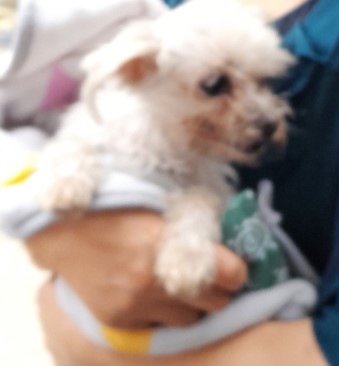 인천광역시수의사회_428353202400651